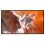 50" FW50BZ30PB.CEI Commercial Display